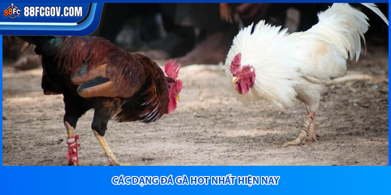 Các dạng đá gà hot nhất hiện nay