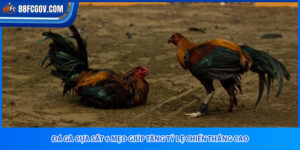 Đá Gà Cựa Sắt 88FC – Trận Đấu Cực Đỉnh, Thưởng Siêu To!